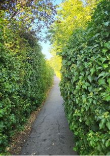 Pathway with hedges
